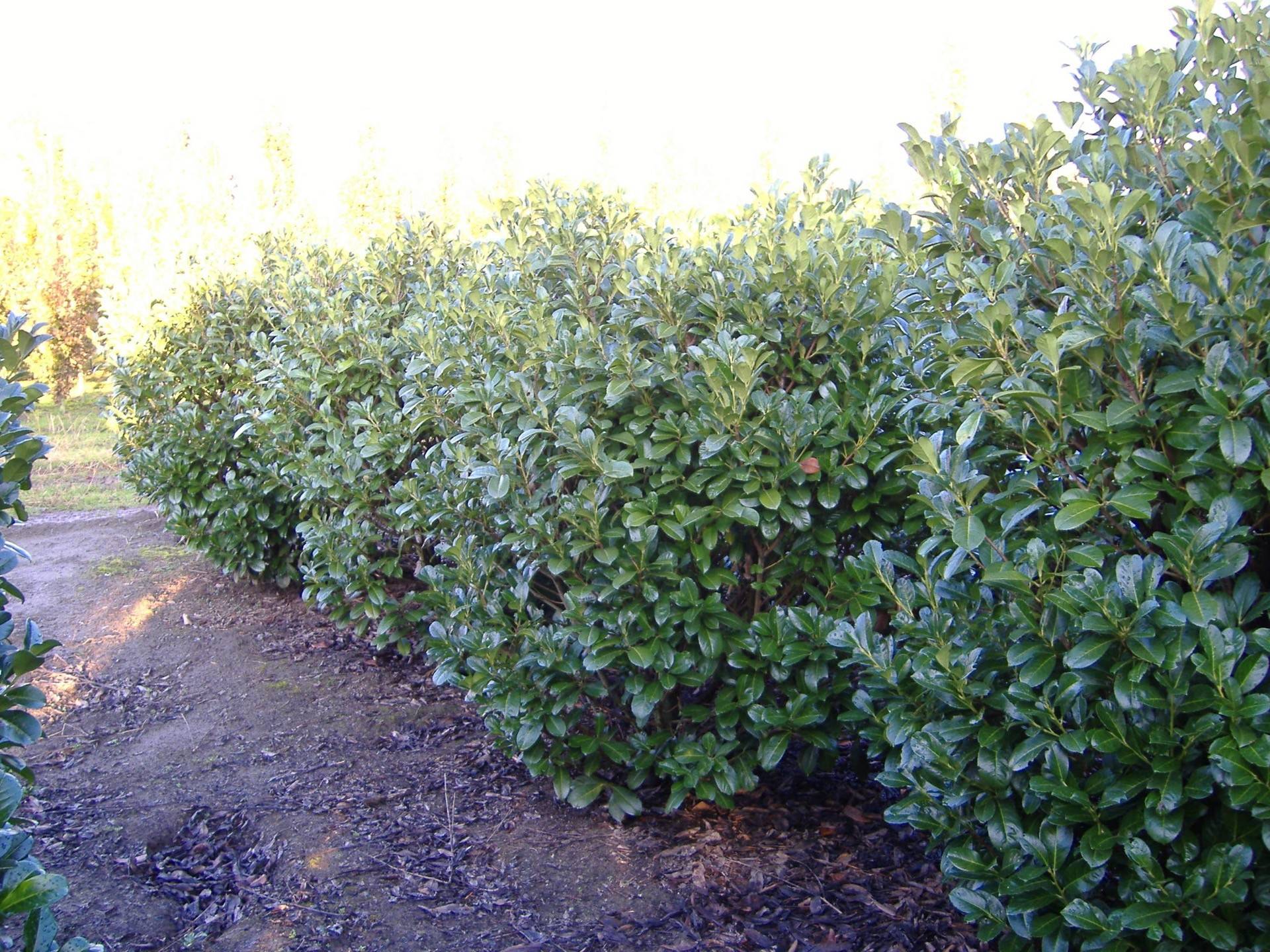 Prunus laurocerasus Rotundifolia_05